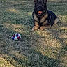 June participe au concours pour gagner de l'argent avec cette photo : dog, dog_breed, dog_breed_group, dog_like_mammal, grass, lawn, plant, tree