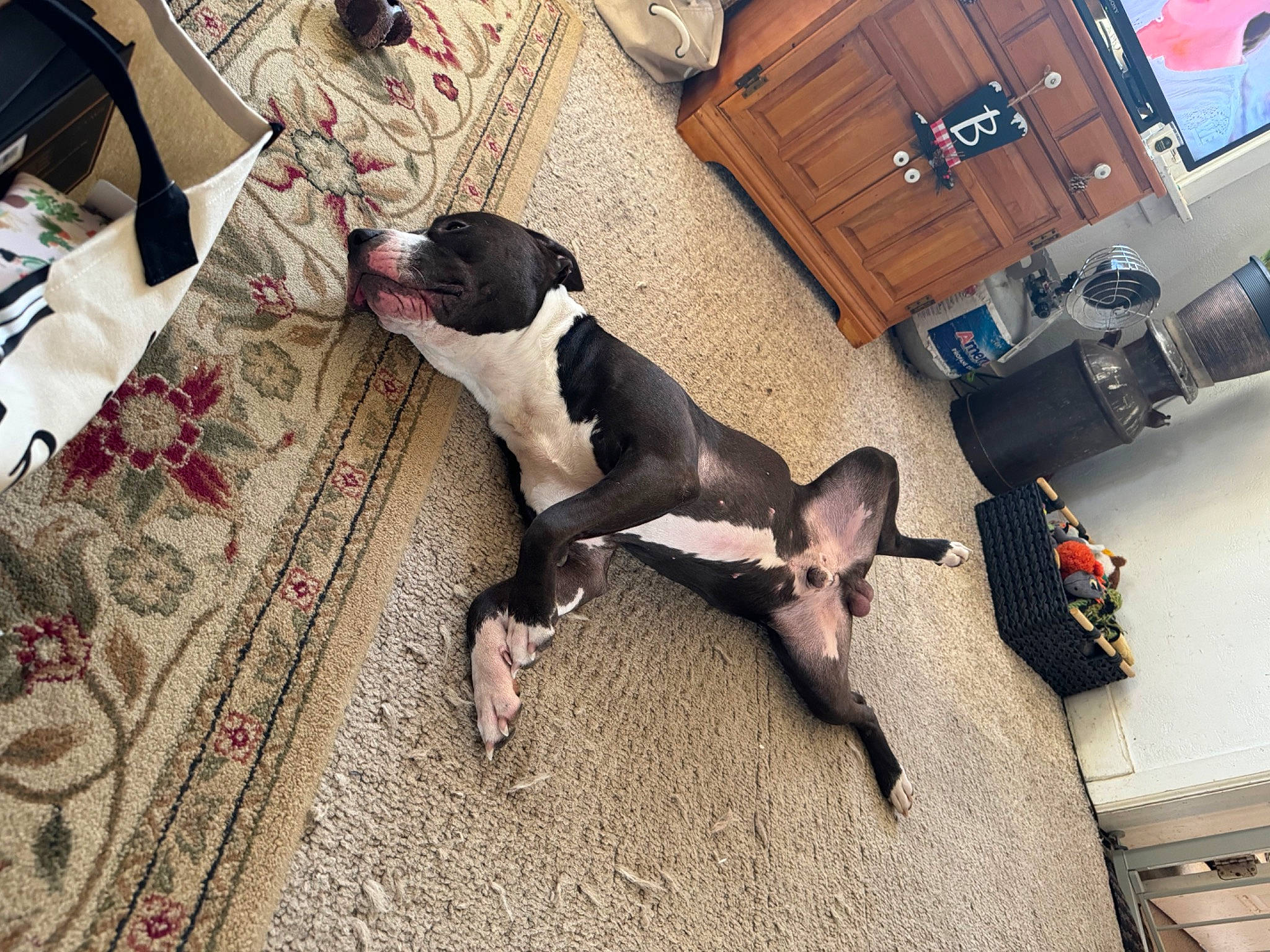 Pluto joined the competition — help win amazing prizes! boston_terrier, cabinetry, canidae, carnivore, comfort, companion_dog, couch, dog, dog_breed, dog_supply, fawn, flooring, guard_dog, hardwood, room, sporting_group, tail, television, toy_dog, working_animal