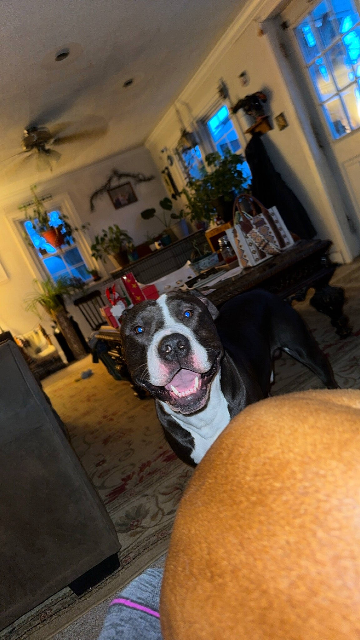 Pluto joined the competition — help win amazing prizes! audio_equipment, carnivore, chair, companion_dog, couch, dog, dog_breed, electronic_device, event, eyewear, fawn, flooring, fun, fur, human_leg, living_room, picture_frame, snout, thigh, window