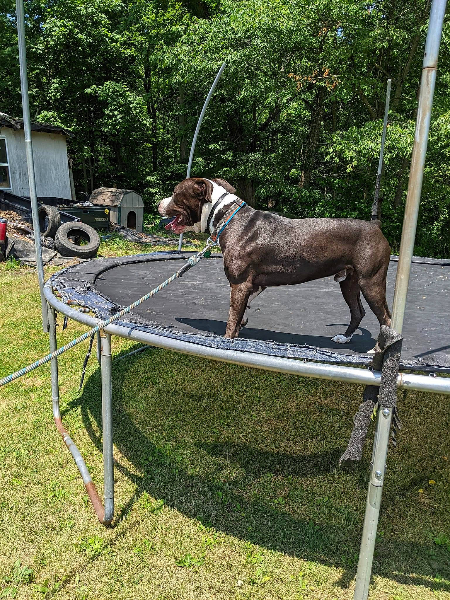 Pluto joined the competition — help win amazing prizes! animal_training, cart, collar, dog_breed, fence, grass, horse_tack, leash, metal, pack_animal, pet_supply, plant, recreation, snout, sporting_group, tail, terrestrial_animal, tree, working_animal