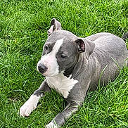 Nala joined the competition — help win amazing prizes! dog, grass, outdoor, pet, animal, canine, lawn, resting, gray, white, ears, snout, paw, nature, summer, relaxed, young_dog, domestic_animal, fur, muzzle