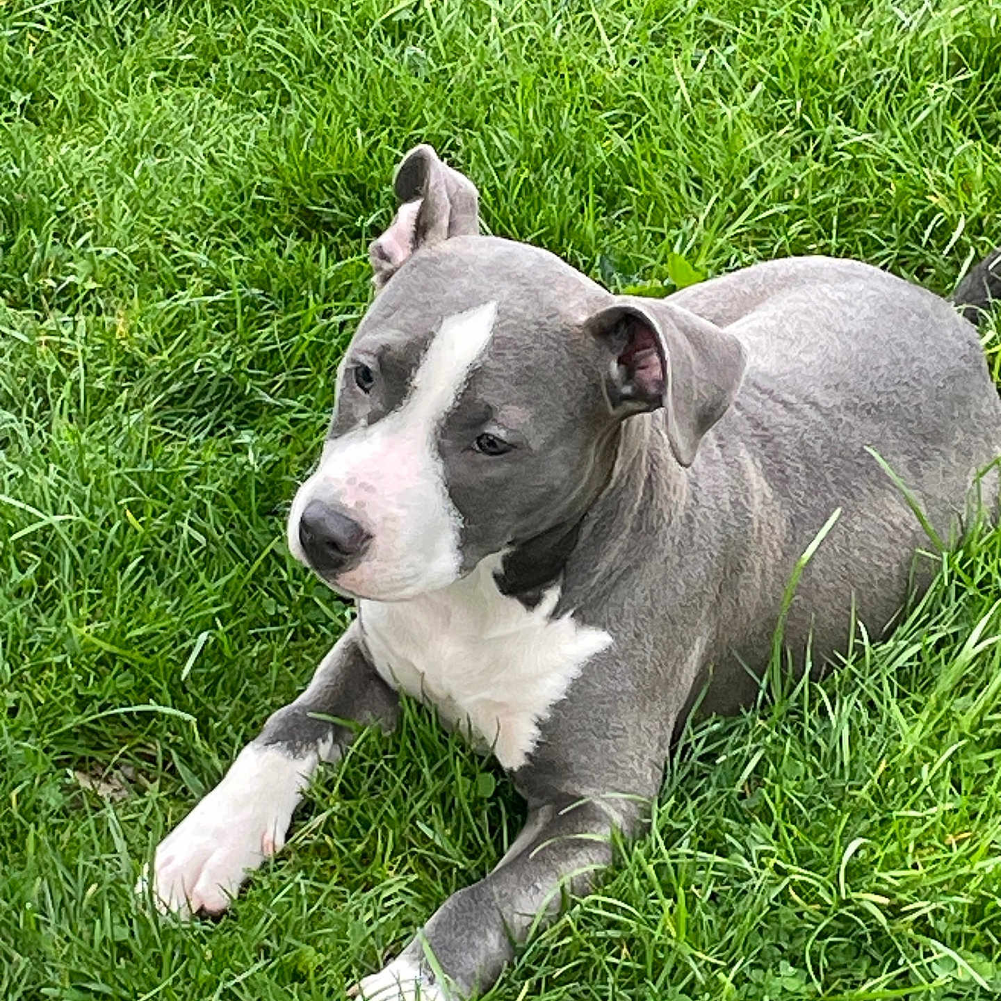 Nala joined the competition — help win amazing prizes! animal, canine, dog, domestic_animal, ears, fur, grass, gray, lawn, muzzle, nature, outdoor, paw, pet, relaxed, resting, snout, summer, white, young_dog