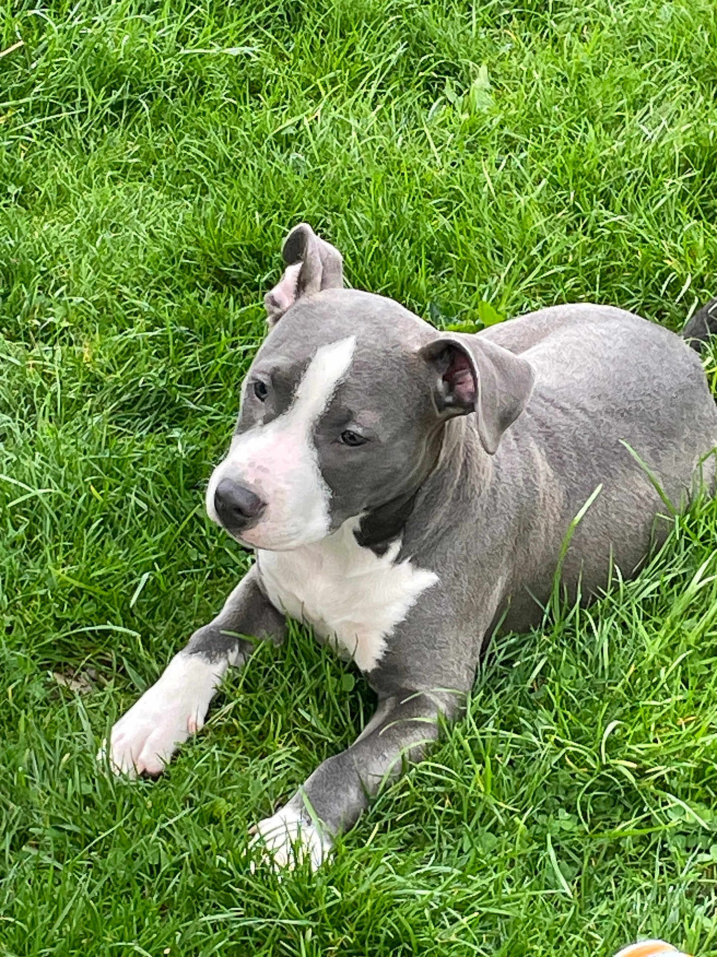Nala