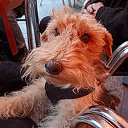 Orphée participe au concours pour gagner de l'argent avec cette photo : dog, pet, close_up, fur, scruffy, brown, white, animal, indoor, chair, metal, person, casual, seated, curious, face, whiskers, cute, companion, domestic
