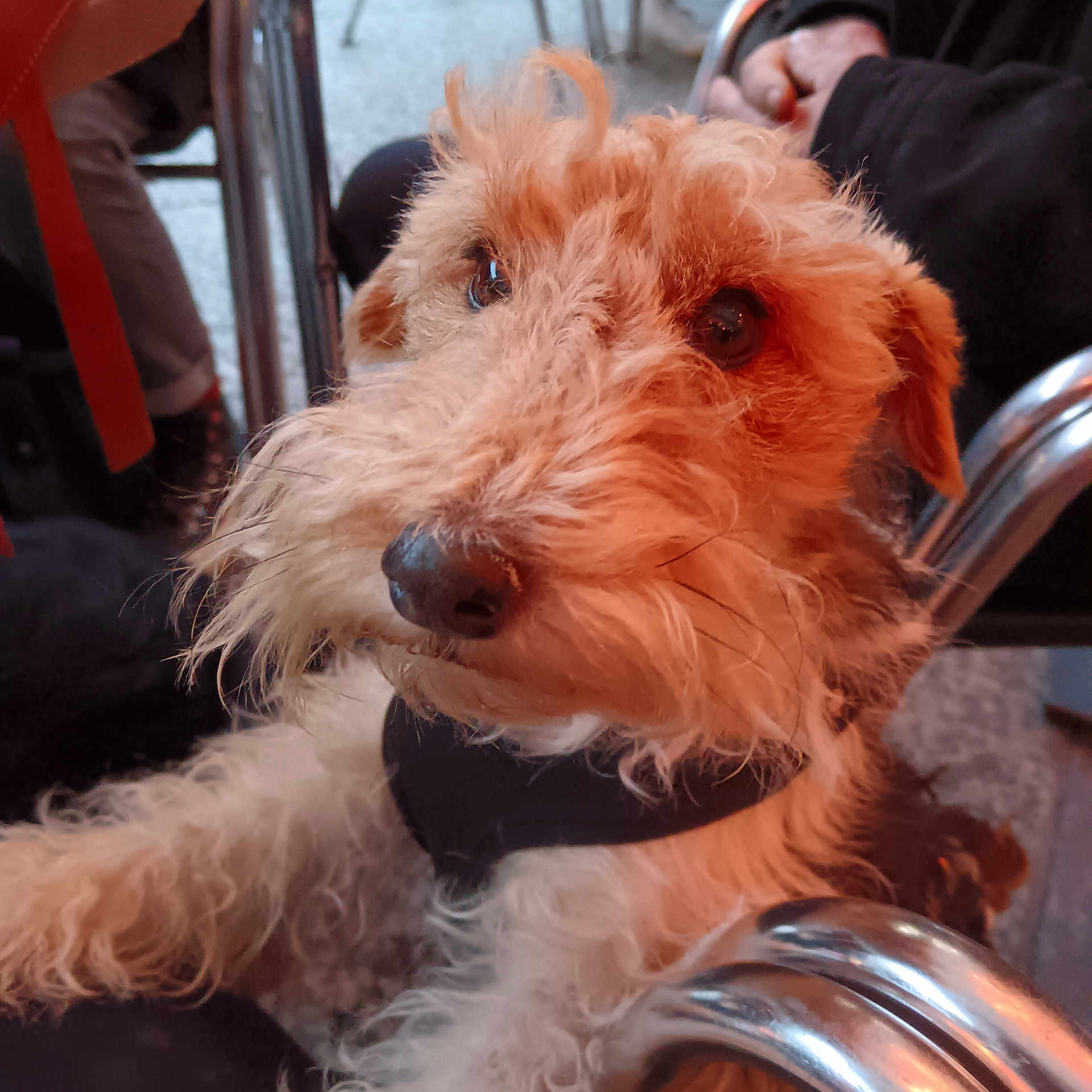 Orphée participe au concours pour gagner de l'argent avec cette photo : dog, pet, close_up, fur, scruffy, brown, white, animal, indoor, chair, metal, person, casual, seated, curious, face, whiskers, cute, companion, domestic