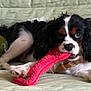 Valou participe au concours pour gagner de l'argent avec cette photo : dog, cavalier_king_charles_spaniel, toy, red_toy, couch, green_couch, pet, playful, lying_down, fur, black_and_white, brown_markings, indoor, animal, cute, paw, mouth, chewing, relaxed, canine