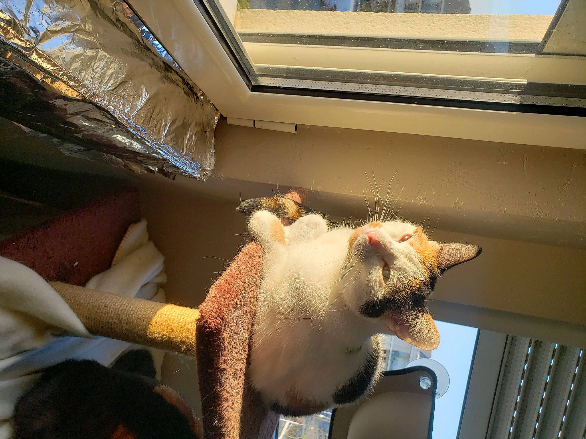 Fripouille participe au concours pour gagner de l'argent avec cette photo : carnivore, cat, claw, comfort, domestic_short_haired_cat, fawn, felidae, fur, laptop, light, mammal, metal, pet_supply, room, small_to_medium_sized_cats, tail, tints_and_shades, whiskers, window