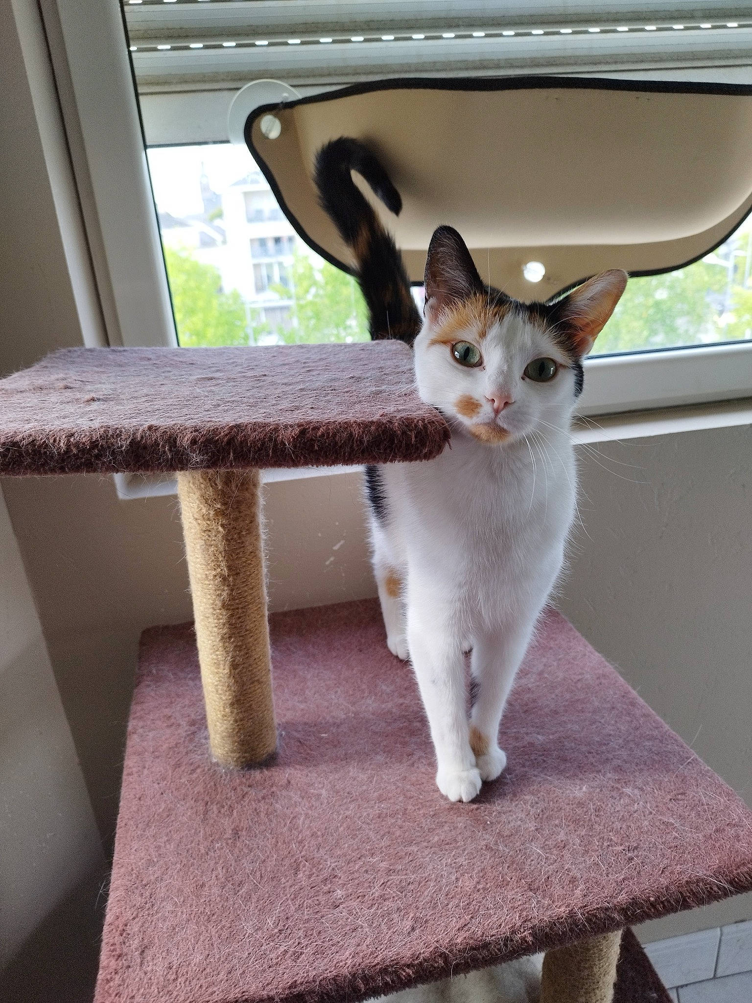 Fripouille a rejoint le concours — aidez-le/la à gagner de superbes lots ! carnivore, cat, comfort, devon_rex, domestic_short_haired_cat, fawn, felidae, fur, sitting, small_to_medium_sized_cats, snout, table, tail, terrestrial_animal, whiskers, window, wood