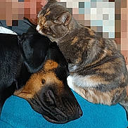 Joy a rejoint le concours — aidez-le/la à gagner de superbes lots ! animal, black_dog, blanket, cat, close_up, comfort, companion, cozy, cute, dog, friendship, fur, furry, head, indoor, nap, pet, resting, sleeping, tabby_cat