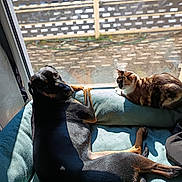 Joy participe au concours pour gagner de l'argent avec cette photo : animal, backyard, black_dog, calico_cat, cat, companion, cozy, cushion, daylight, dog, domestic, furniture, home, indoor, pet, quiet, relaxed, resting, sunlight, window