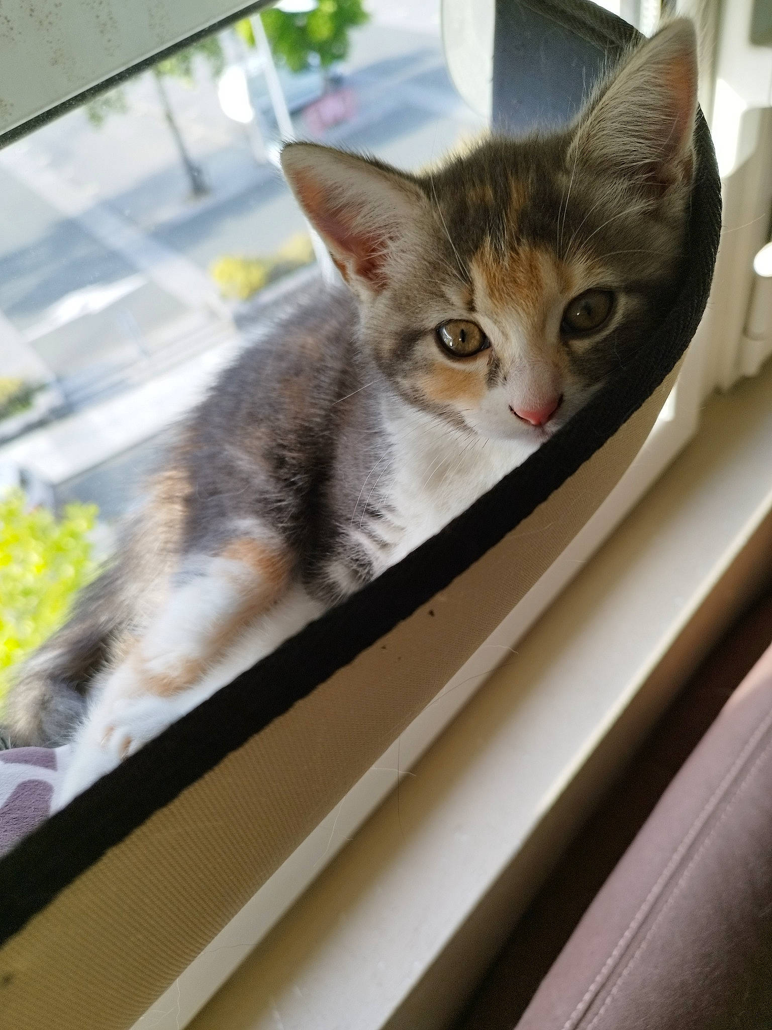 Yummy a rejoint le concours — aidez-le/la à gagner de superbes lots ! auto_part, automotive_exterior, carnivore, cat, domestic_short_haired_cat, felidae, fender, fur, metal, motor_vehicle, plant, small_to_medium_sized_cats, snout, tail, vehicle, vehicle_door, whiskers, window, windshield, wood