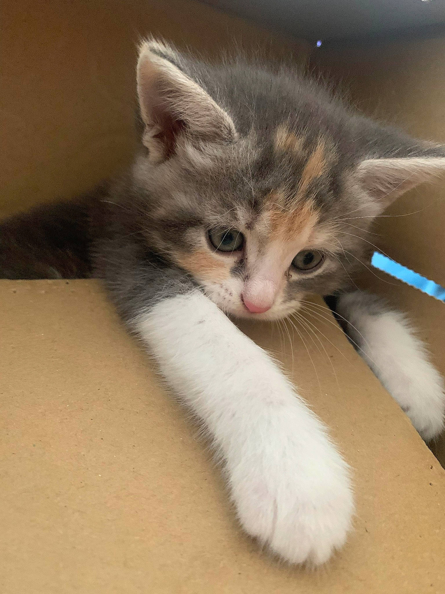 Yummy participe au concours pour gagner de l'argent avec cette photo : carnivore, cat, claw, comfort, domestic_short_haired_cat, fawn, felidae, foot, fur, paw, small_to_medium_sized_cats, snout, tail, whiskers