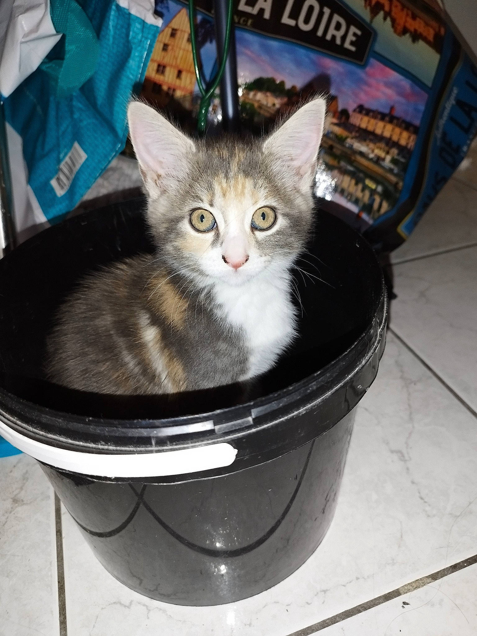 Yummy participe au concours pour gagner de l'argent avec cette photo : basket, box, bucket, carnivore, cat, cat_furniture, cat_supply, domestic_short_haired_cat, felidae, fur, pet_supply, photo_caption, sitting, small_to_medium_sized_cats, tail, waste_container, waste_containment, whiskers