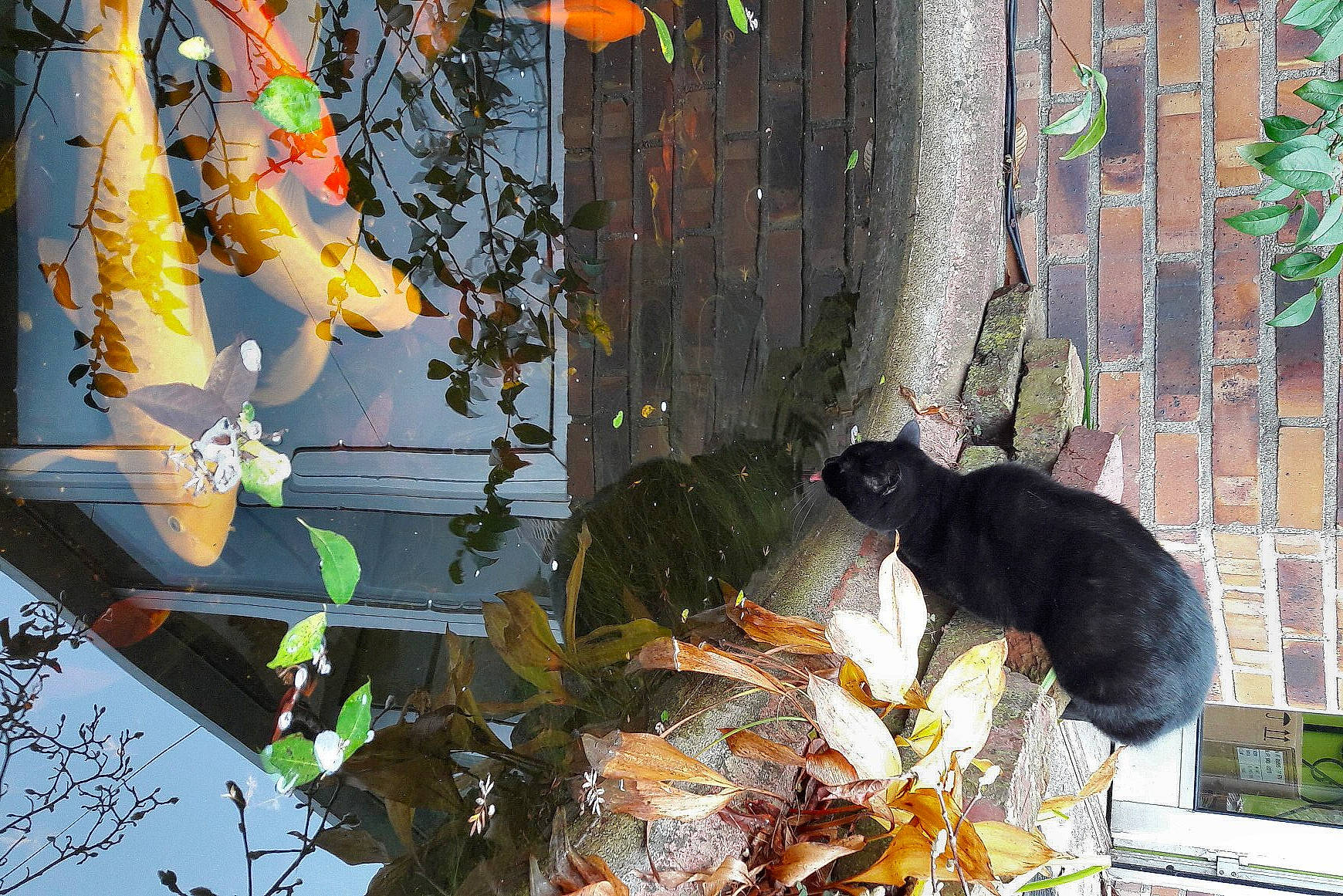 Kitsune a rejoint le concours — aidez-le/la à gagner de superbes lots ! carnivore, cat, felidae, organism, plant, small_to_medium_sized_cats, tail, tree