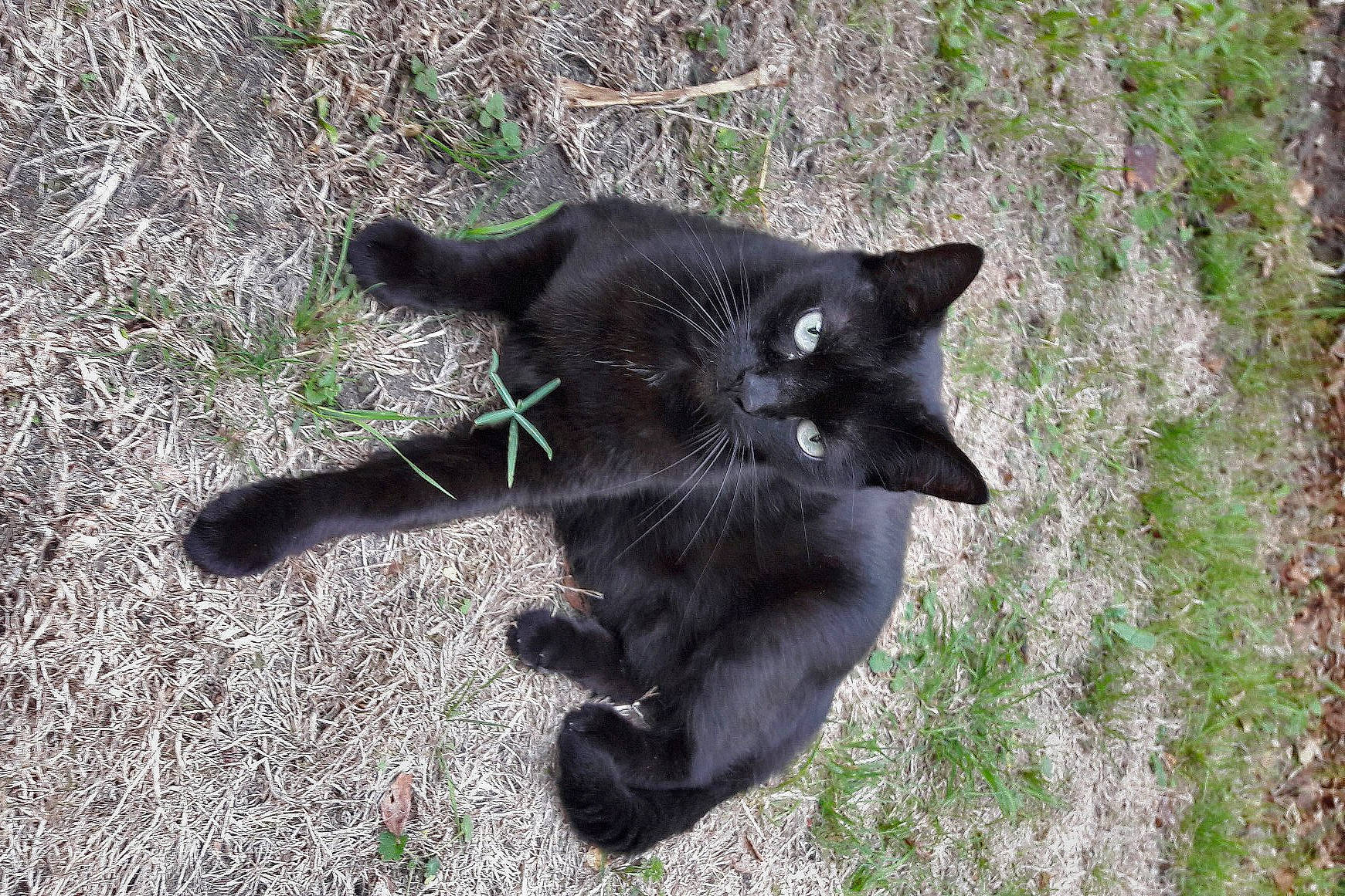 Kitsune a rejoint le concours — aidez-le/la à gagner de superbes lots ! black_cat, carnivore, cat, domestic_short_haired_cat, felidae, fur, grass, nebelung, small_to_medium_sized_cats, snout, tail, whiskers, wildlife