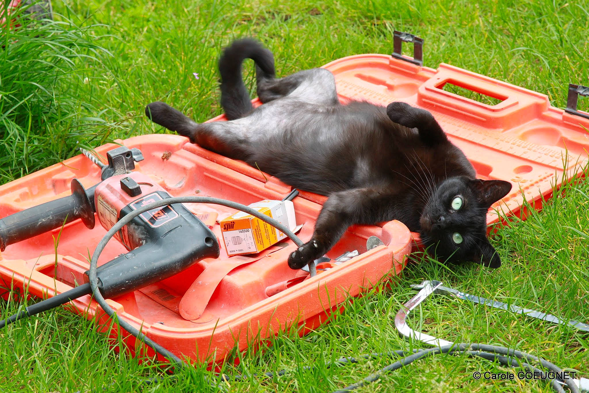Kitsune participe au concours pour gagner de l'argent avec cette photo : canidae, grass, lawn, vehicle, working_animal