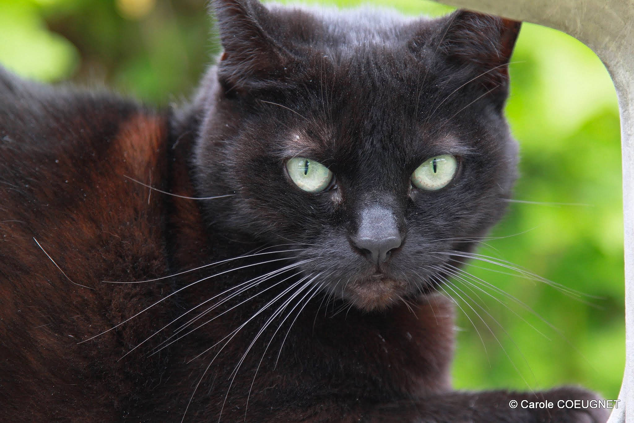 Kitsune a rejoint le concours — aidez-le/la à gagner de superbes lots ! asian, black_cat, bombay, burmese, carnivore, cat, close_up, domestic_short_haired_cat, eye, felidae, fur, grass, mammal, nebelung, small_to_medium_sized_cats, snout, vertebrate, whiskers, wildlife