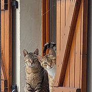 Rauha a rejoint le concours — aidez-le/la à gagner de superbes lots ! cat, window, wooden_shutter, curious, pets, animal, feline, looking_out, home, domestic, texture, brown, gray, whiskers, ears, tail, sitting, outdoor, natural_light, resting
