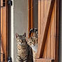 cat, window, wooden_shutter, curious, pets, animal, feline, looking_out, home, domestic, texture, brown, gray, whiskers, ears, tail, sitting, outdoor, natural_light, resting