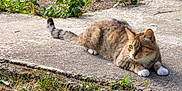 Rauha a rejoint le concours — aidez-le/la à gagner de superbes lots ! cat, tabby_cat, white_paws, animal, pet, outdoor, concrete, grass, plants, sunlight, nature, resting, alert, feline, mammal, whiskers, tail, ears, eyes, paws