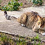 cat, tabby_cat, white_paws, animal, pet, outdoor, concrete, grass, plants, sunlight, nature, resting, alert, feline, mammal, whiskers, tail, ears, eyes, paws