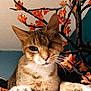 Rauha participe au concours pour gagner de l'argent avec cette photo : cat, tabby, one_eyed, pet, indoor, animal, whiskers, paw, orange_flowers, decor, branch, close_up, feline, cute, portrait, resting, fur, domestic_animal, curious, cozy