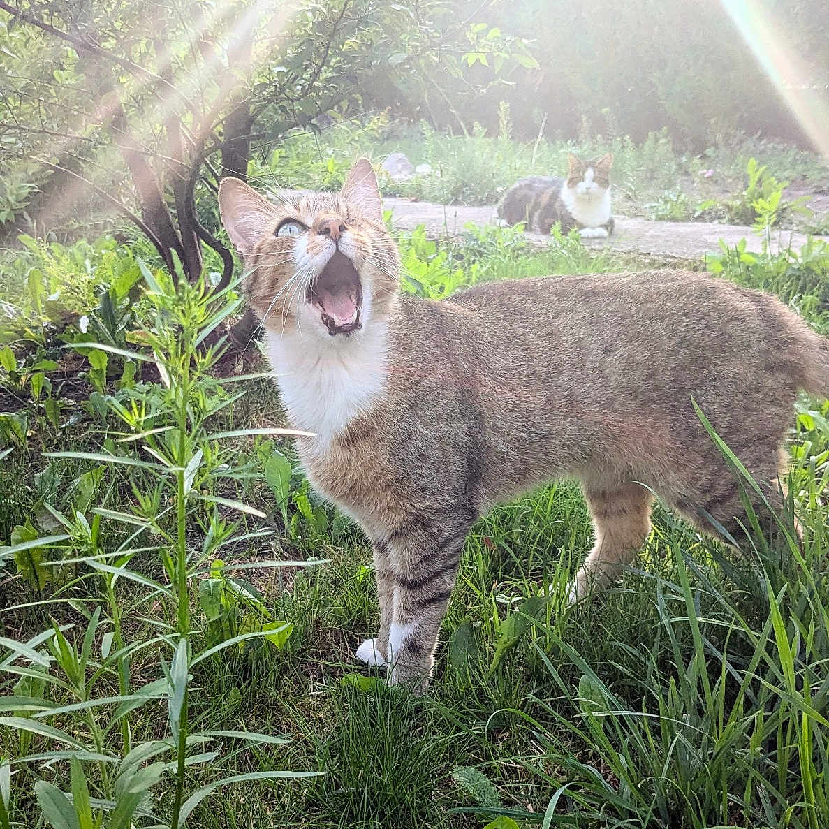Rauha a rejoint le concours — aidez-le/la à gagner de superbes lots ! animal, cat, cats, curious, daylight, feline, flare, garden, grass, greenery, mammal, meow, nature, outdoor, pet, plants, sunbeam, sunlight, two_animals, wildlife