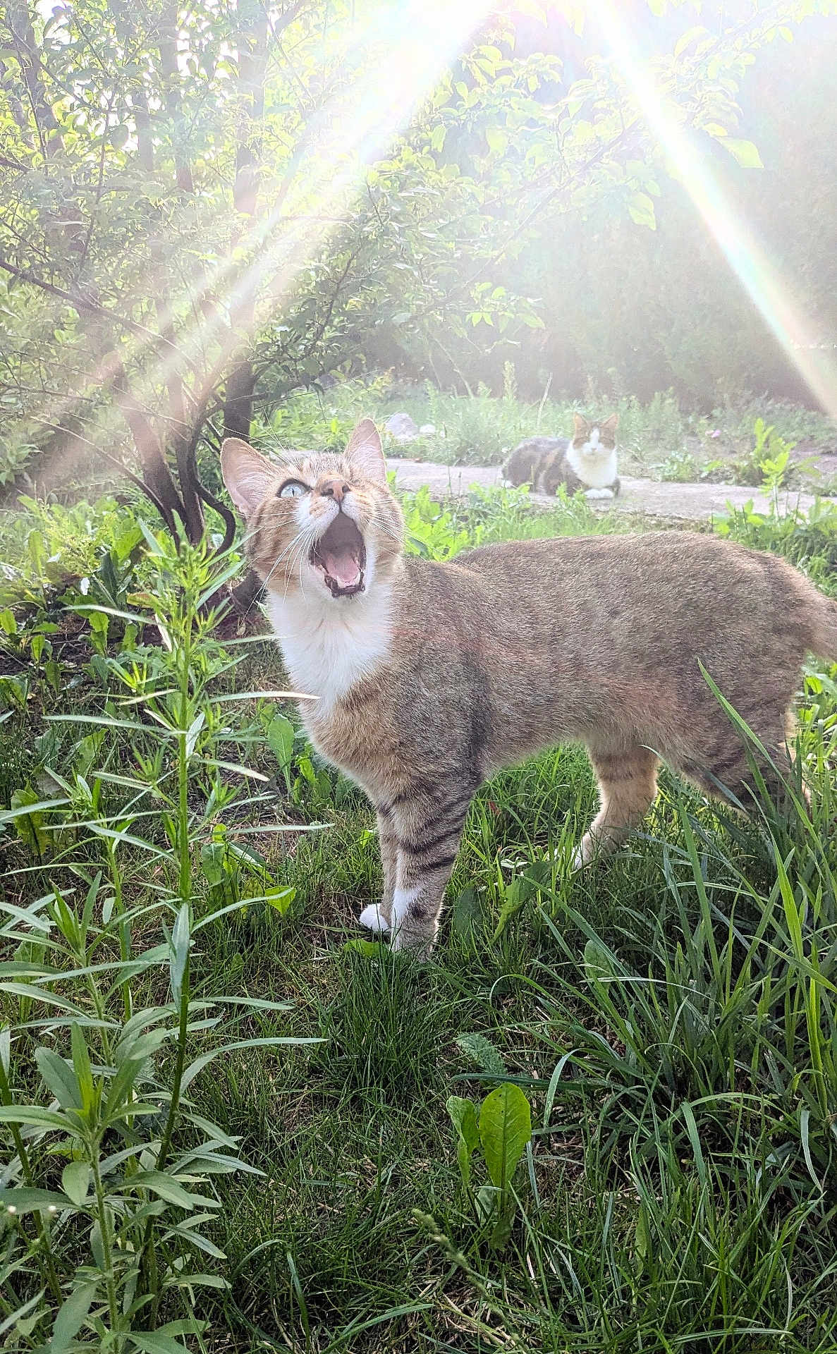 Rauha a rejoint le concours — aidez-le/la à gagner de superbes lots ! cat, cats, outdoor, garden, grass, plants, sunlight, nature, animal, feline, meow, greenery, sunbeam, flare, mammal, pet, wildlife, two_animals, daylight, curious