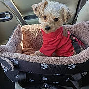 Cookie a rejoint le concours — aidez-le/la à gagner de superbes lots ! dog, small_dog, pet_bed, car_interior, pink_sweater, cute, fluffy, seat, seatbelt, window, sunlight, dog_leash, cozy, animal, companion, travel, cute_pet, domestic_animal, car_seat, looking