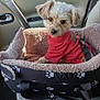 dog, small_dog, pet_bed, car_interior, pink_sweater, cute, fluffy, seat, seatbelt, window, sunlight, dog_leash, cozy, animal, companion, travel, cute_pet, domestic_animal, car_seat, looking