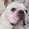 animal, calm, canine, close_up, companion, cute, dog, domestic_animal, ears, face, french_bulldog, fur, indoor, looking_away, muzzle, pet, portrait, relaxed, white_dog, wrinkles