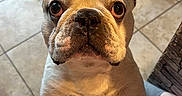 Junior participe au concours pour gagner de l'argent avec cette photo : animal, boxer, bulldog, canine, dog, frenchbulldog, pet, pitbull, puppy, snout