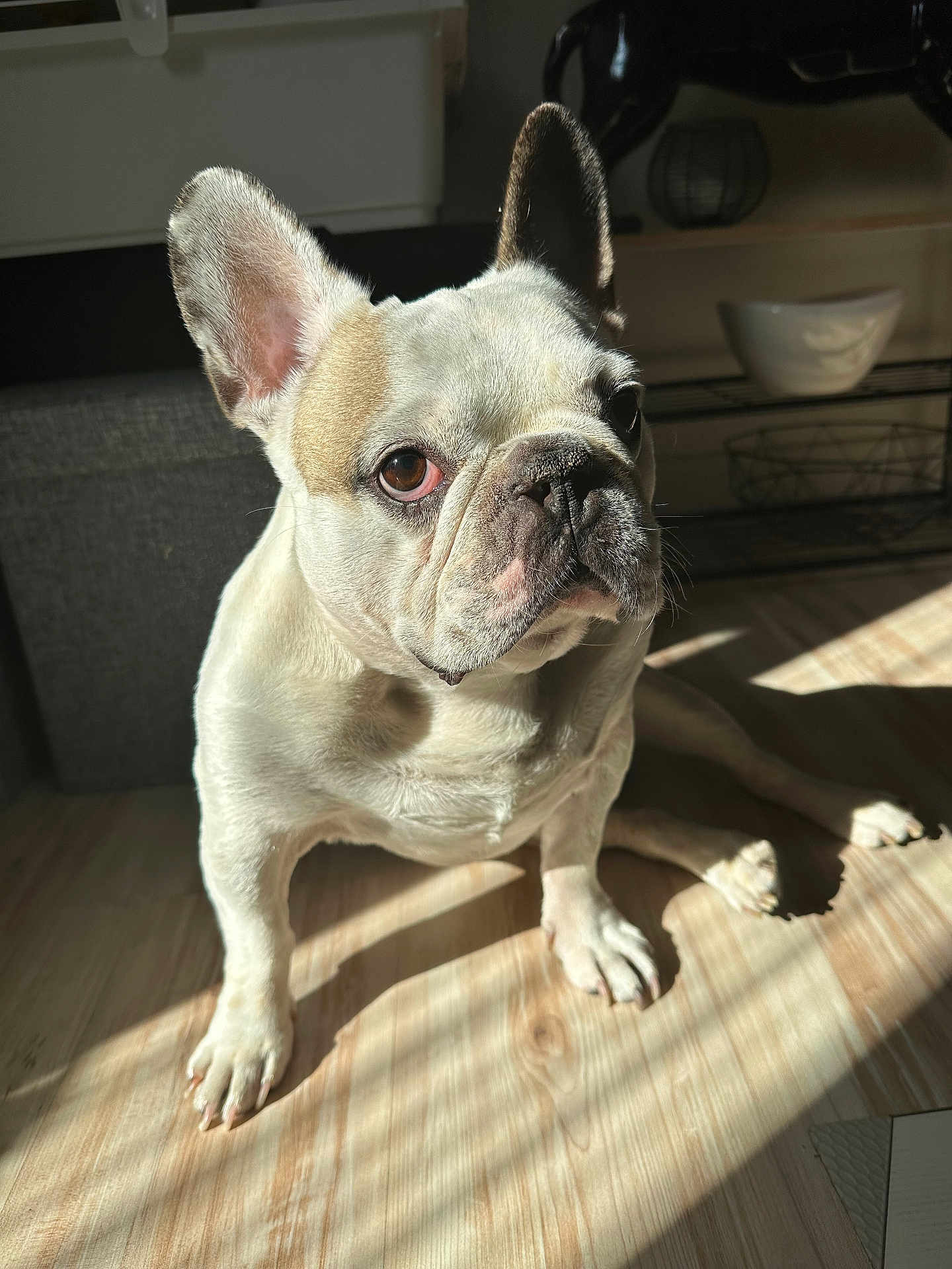 Junior