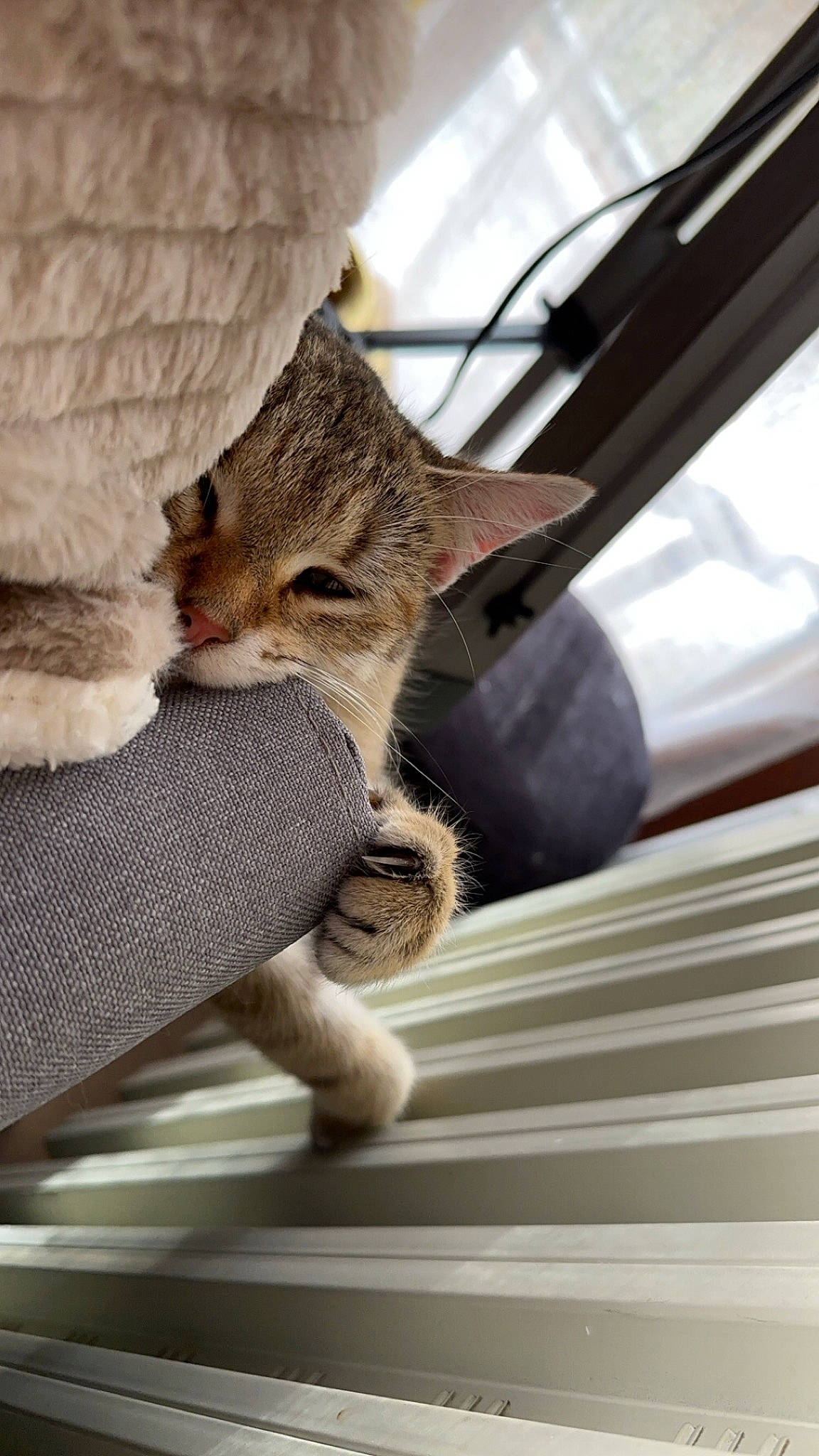 Tina a rejoint le concours — aidez-le/la à gagner de superbes lots ! carnivore, cat, claw, comfort, domestic_short_haired_cat, eye, fawn, felidae, fur, hood, leg, small_to_medium_sized_cats, tail, tree, vehicle_door, whiskers, wildlife, window, windshield, wood