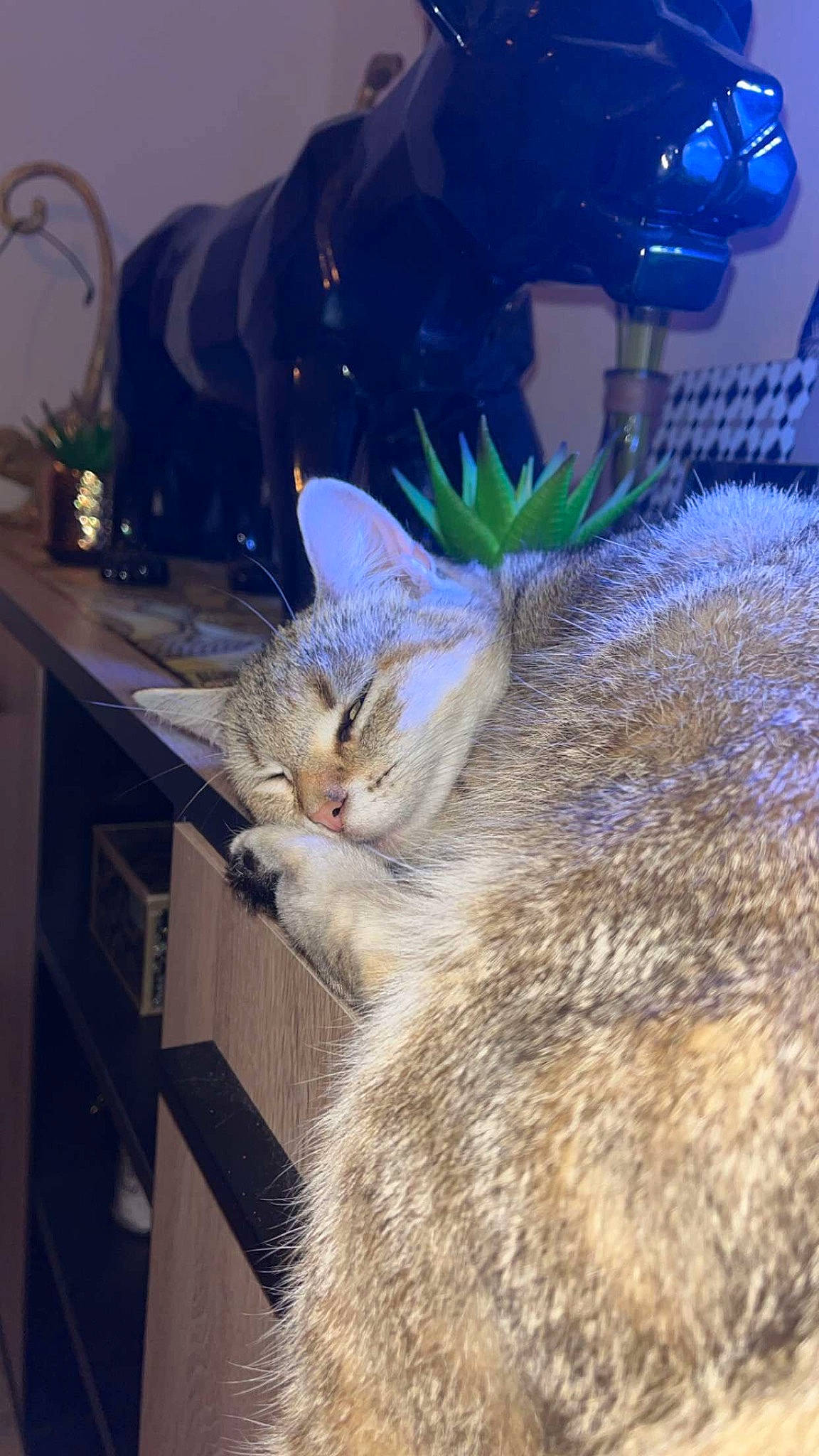 Tina a rejoint le concours — aidez-le/la à gagner de superbes lots ! carnivore, cat, claw, domestic_short_haired_cat, electric_blue, event, fawn, felidae, fur, grass, houseplant, paw, small_to_medium_sized_cats, snout, tail, terrestrial_animal, whiskers, wildlife