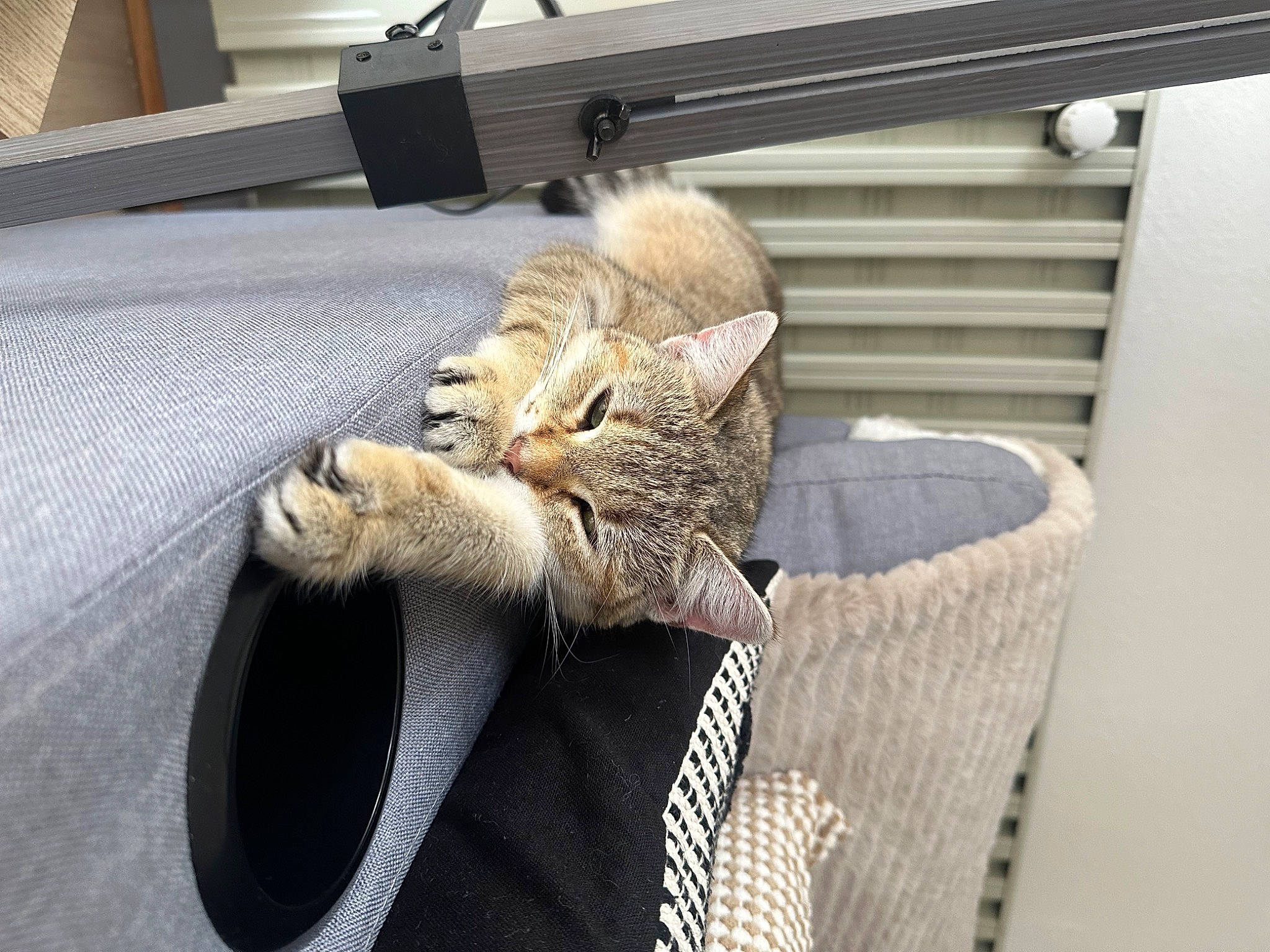 Tina participe au concours pour gagner de l'argent avec cette photo : bag, carnivore, cat, chair, claw, comfort, domestic_short_haired_cat, fawn, felidae, fur, linens, luggage_and_bags, paw, small_to_medium_sized_cats, snout, tail, terrestrial_animal, textile, whiskers, wood