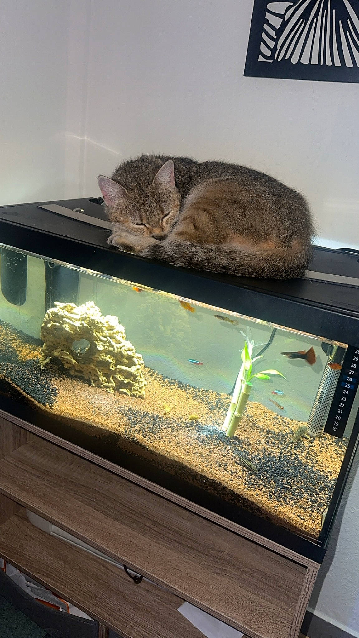 Tina a rejoint le concours — aidez-le/la à gagner de superbes lots ! aquarium, aquatic_plant, carnivore, cat, felidae, fish_supply, fur, glass, herb, organism, pet_supply, rectangle, small_animal_food, small_to_medium_sized_cats, tail, terrestrial_animal, water, whiskers