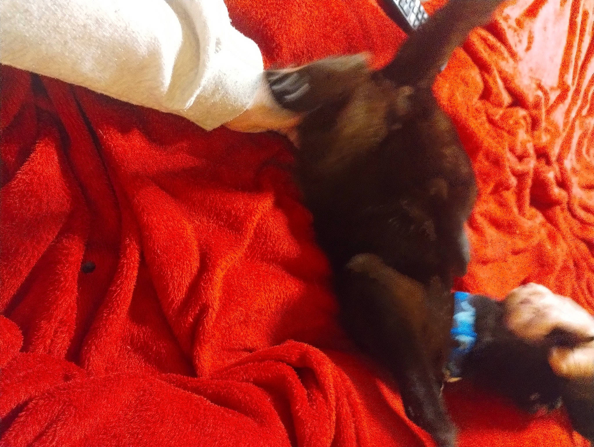 Midnight is registered to the contest to win money with this photo: black_cat, carmine, carnivore, cat, claw, comfort, companion_dog, dog, dog_breed, fawn, felidae, fur, linens, orange, red, small_to_medium_sized_cats, snout, sporting_group, tail, whiskers