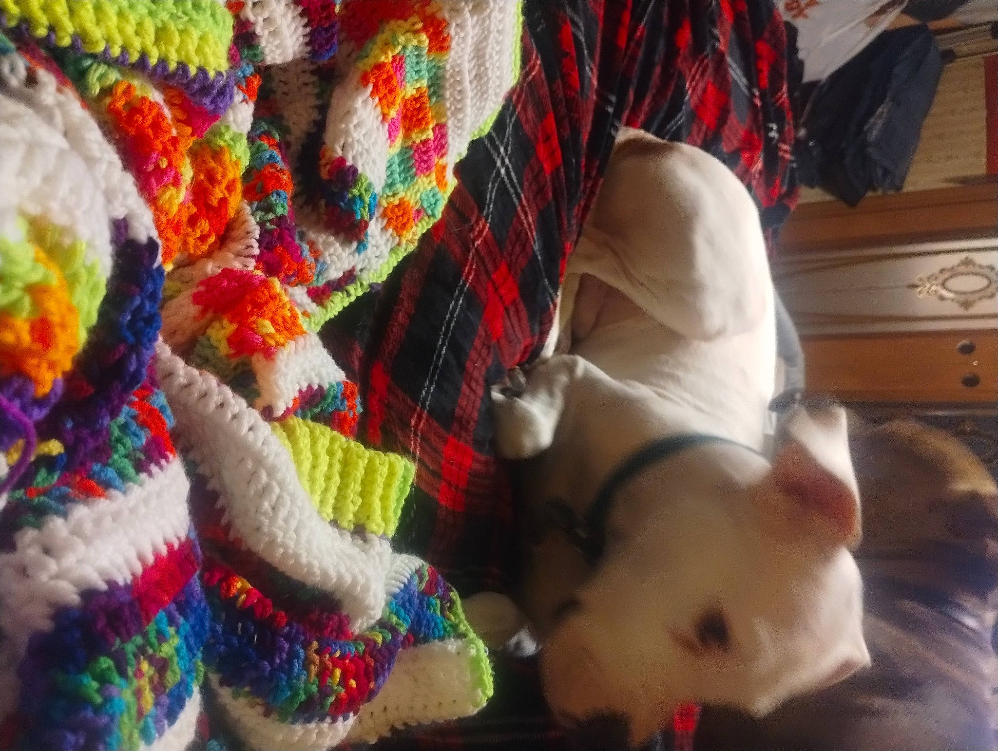 Thor is registered to the contest to win money with this photo: art, cabinetry, chest_of_drawers, companion_dog, cupboard, drawer, event, fashion_accessory, fur, headgear, mammal, pattern, room, stuffed_toy, textile, thread, tradition, vertebrate, wool, woolen