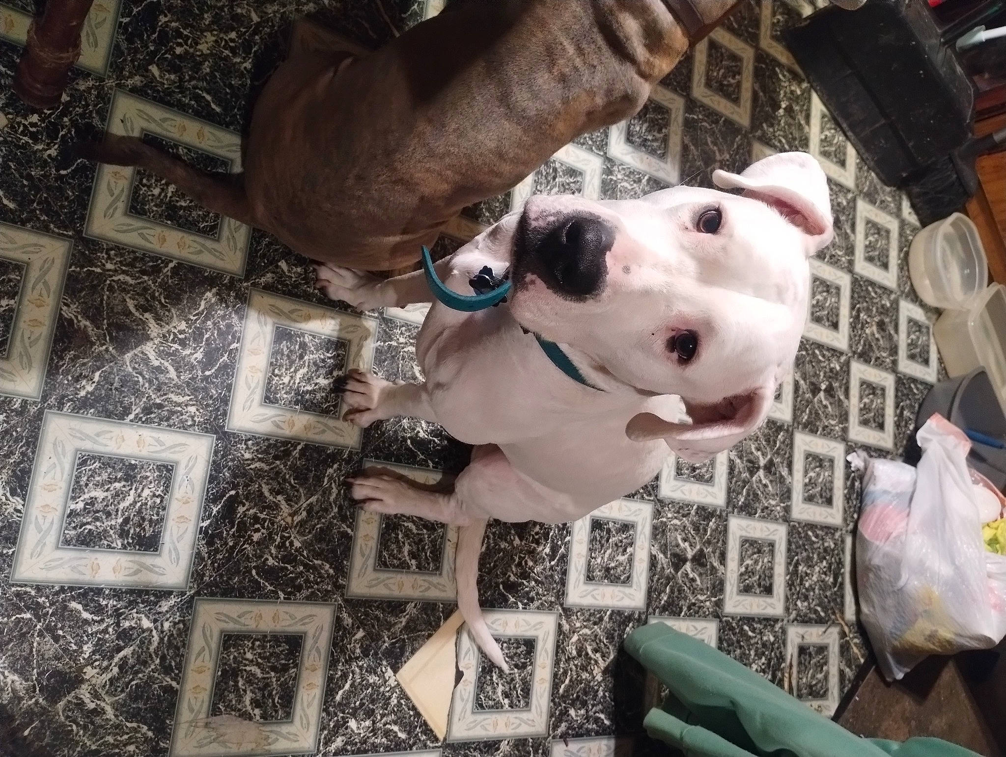 Thor joined the competition — help win amazing prizes! art, canidae, carnivore, collar, companion_dog, dog, dog_breed, dog_collar, fawn, flooring, hardwood, head, non_sporting_group, pattern, pet_supply, selfie, snout, sporting_group, wood, working_animal