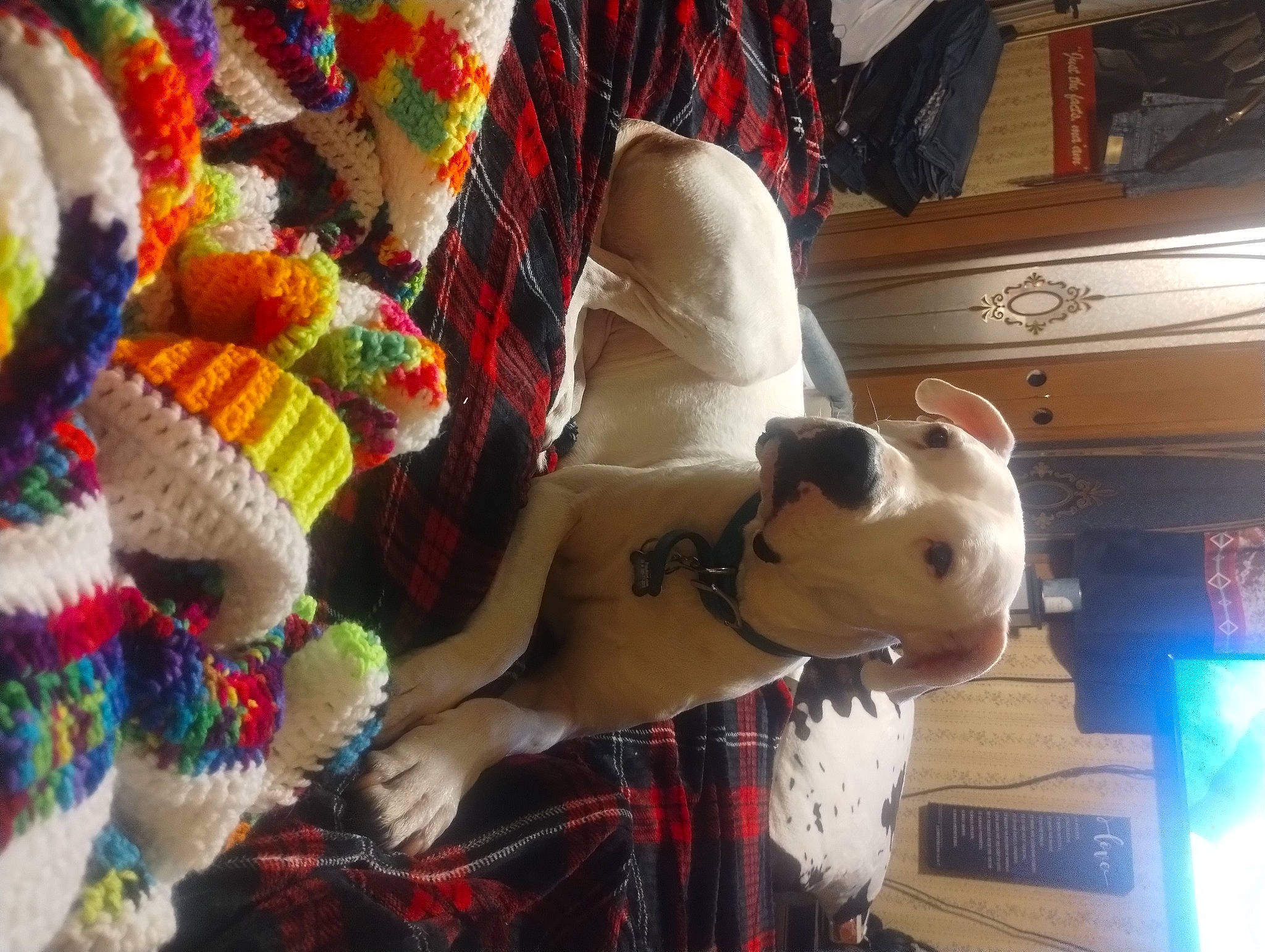 Thor joined the competition — help win amazing prizes! carmine, craft, event, fashion_accessory, fawn, fur, hat, headgear, human_leg, pattern, plush, room, stuffed_toy, tartan, textile, thread, toy, wool, woolen, woven_fabric