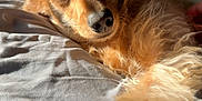 Greta is registered to the contest to win money with this photo: dog, golden, pet, bed, sunlight, relaxation, fluffy, canine, sleepy, cozy, indoor, fur, animal, resting, warm_light, comfort, cute, closeup, paw, nap