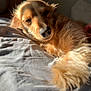 dog, golden, pet, bed, sunlight, relaxation, fluffy, canine, sleepy, cozy, indoor, fur, animal, resting, warm_light, comfort, cute, closeup, paw, nap