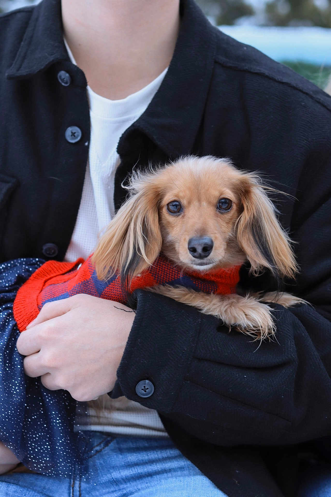 Greta joined the competition — help win amazing prizes! dog, pet, small_dog, sweater, person, hands, jacket, white_shirt, blue_jeans, outdoor, portrait, cute, fur, animal, holding, warm_clothing, casual, friendly, looking_at_camera, cozy