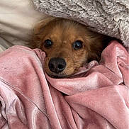 Greta joined the competition — help win amazing prizes! dog, blanket, cozy, snug, velvet, pink, fur, nose, pet, indoor, soft, warm, resting, cute, animal, comfort, texture, face, wrapped, relaxed