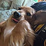 Greta joined the competition — help win amazing prizes! dog, golden, tongue_out, fluffy, pet, indoor, cozy, pillow, wooden_furniture, relaxed, cute, animal, close_up, laying_down, playful, fur, companion, domestic, canine, resting