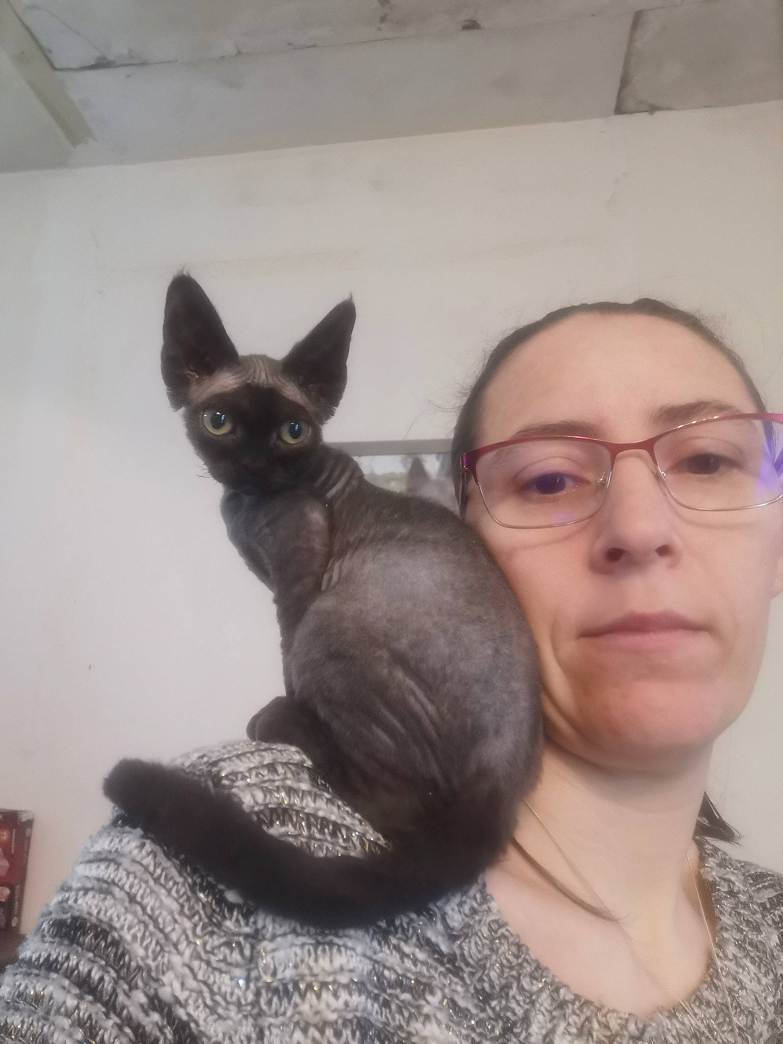 Promesse a rejoint le concours — aidez-le/la à gagner de superbes lots ! asian, carnivore, cat, cornish_rex, devon_rex, donskoy, ear, felidae, german_rex, kitten, korat, mammal, peterbald, rex_cat, russian_blue, small_to_medium_sized_cats, sphynx, tonkinese, whiskers