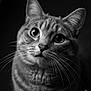 Mouflette participe au concours pour gagner de l'argent avec cette photo : cat, tabby, close_up, black_and_white, whiskers, animal, pet, feline, portrait, curious, face, ears, eyes, fur, indoor, looking_up, cute, soft_light, macro, mammal