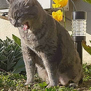 Mouflette participe au concours pour gagner de l'argent avec cette photo : cat, gray_tabby, yawning, outdoor, garden, plants, yellow_flowers, sunlight, nature, pet, feline, animal, greenery, flora, sitting, daylight, closeup, fur, whiskers, relaxed