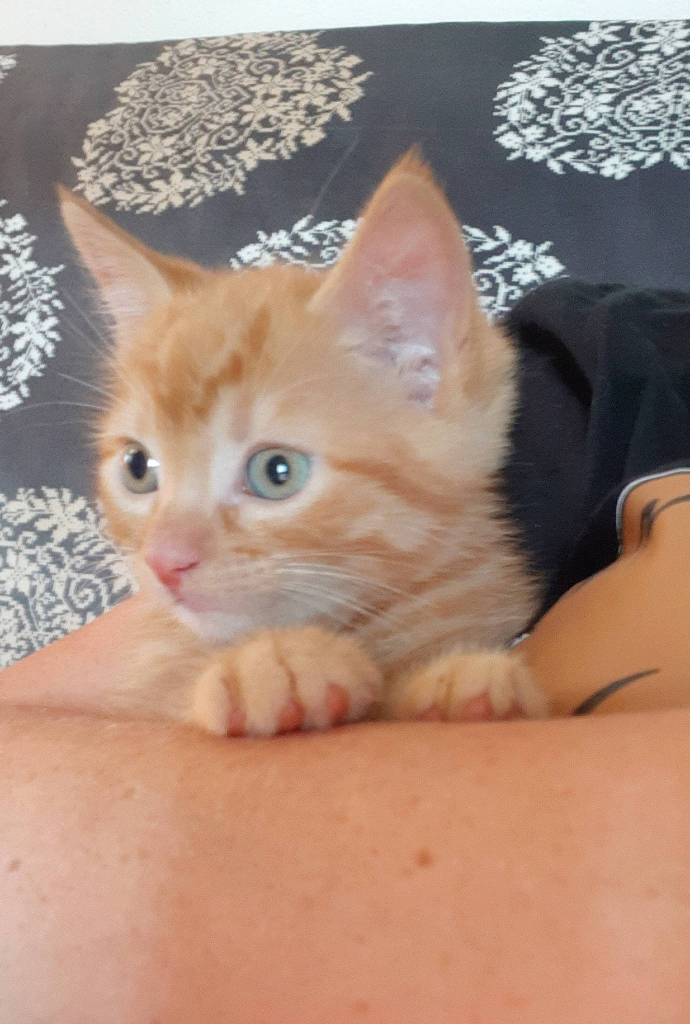 Simon participe au concours pour gagner de l'argent avec cette photo : asian, carnivore, cat, domestic_short_haired_cat, european_shorthair, eye, fawn, felidae, fur, german_rex, kitten, maine_coon, mammal, ojos_azules, polydactyl_cat, skin, small_to_medium_sized_cats, tabby_cat, vertebrate, whiskers